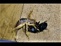 【Huge cricket】リオック♀幼虫vsアルキデスヒラタ短歯♂【Sia ferox】
