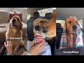 Sterls and Colly The Golden Retrievers Funny Highlights