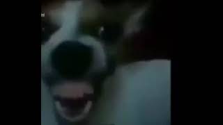 Dog laughing (EARRAPE WARNING!!!!!!)