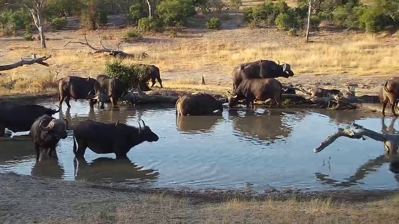camera iphone 8 plus apk Djuma: Sights and sounds of afternoon-including Buffalo herd - 16:16 - 07/25/19