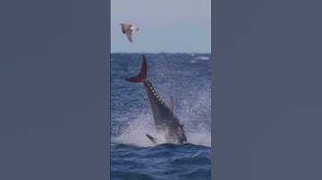 đàn cá thi nhau biểu diển #nhungsuthatthuvi #vimanquetoi #fishing #shortvideo #canthebanchuabiet