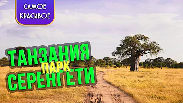 Тур сафари в Танзании 🌴 Парк Серенгети