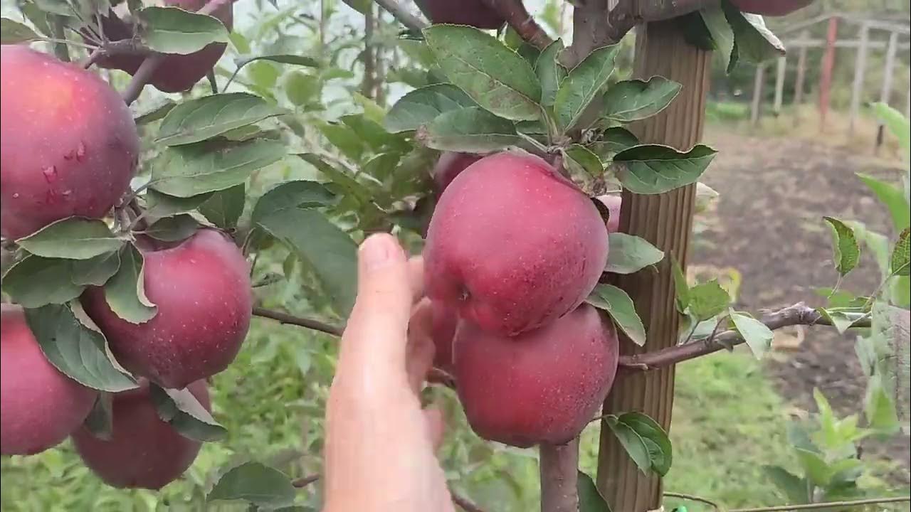 Яблоня Джеромини Описание сорта, отзывы, фотографии, где купить, характеристики