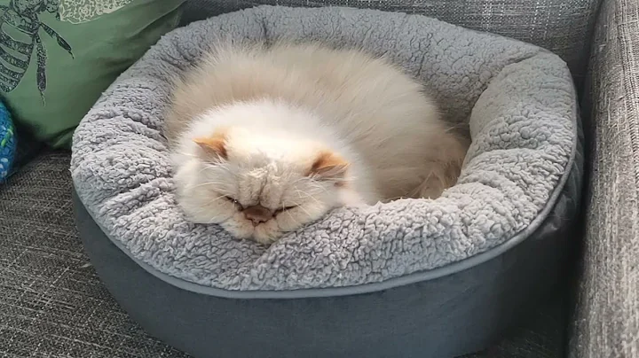 Video 577901: flame point himalayan persian