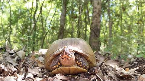 Three-toed box turtle peeking out of its shell