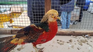 Beautiful Golden Pheasant#goldenpheasant #viral