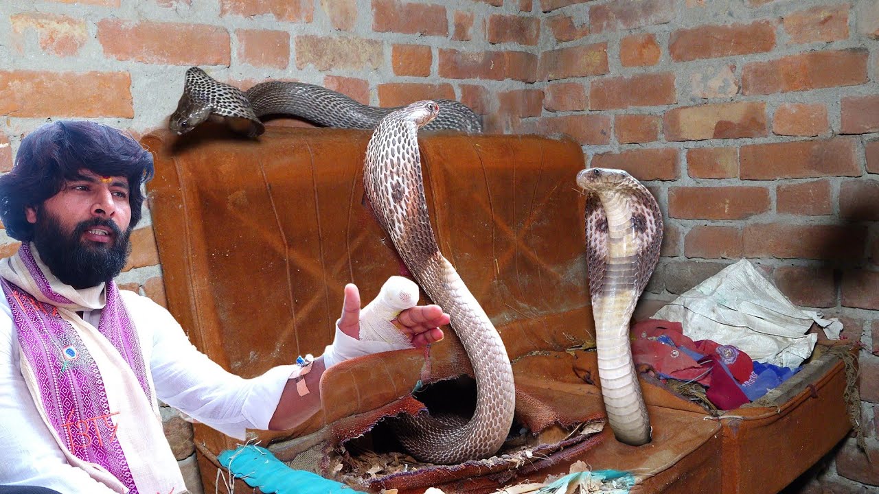 कोबरा के काटने के बाद मुरलीवाले हौसला का पहला रेस्क्यू करना इतना आसान नहीं था, फिर कैसे क्या हुआ।🐍😱