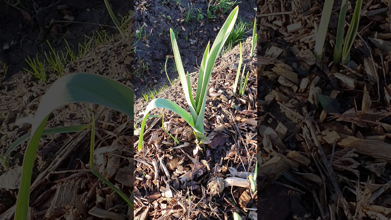 How to grow Elephant Garlic & Normal Garlic? YouTube