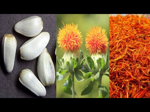 Safflower: benefits, uses & planting - Plantura