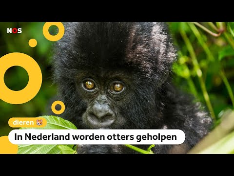 Het gaat slecht