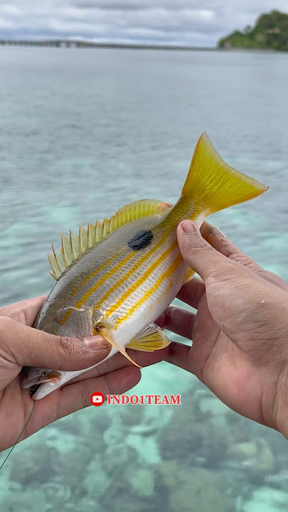Fishing for marlin under the pier got lots of fish🤤🔥 #mancingmania