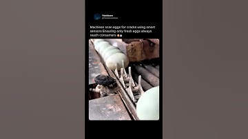 🥚 How Machines Sort Millions of Eggs with Perfect Precision! 🤯 #shorts #tech