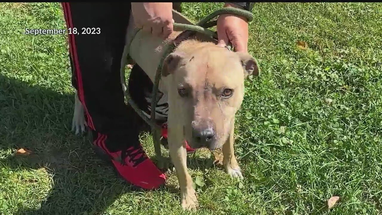 Man facing charges for abandoning dog outside - YouTube