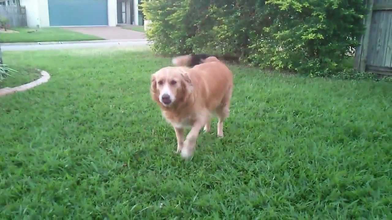 border collie mixed with a golden retriever