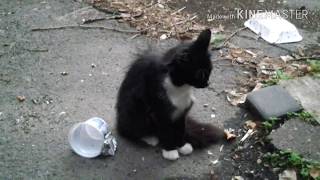 28.07.2018. Нашлась пропавшая кошка!))) Мы рады очень!!)) 28.07.2018. Нашлась пропавшая кошка!))) Мы рады очень!!))