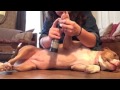 How to trim fearful/aggressive dog's nails #dogtraiming #balanced training #rehabilitation 🐕🐶❤️...