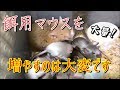 餌用にマウスを大量に増やすということ
