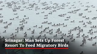 Kashmiri Man Sets Up Forest Resort To Feed Migratory Birds At Srinagar's Dal Lake screenshot 1