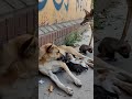 UNBELIEVABLE Encounter! 😱 Stray Dog vs Wild Jackal? 🐕🦊