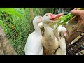 Le Mignon Canard De Barbarie Adore Les Légumes Et Les Poissons Adorent L Eau Le Mignon Canard De Barbarie Adore Les Légumes Et Les Poissons Adorent L Eau