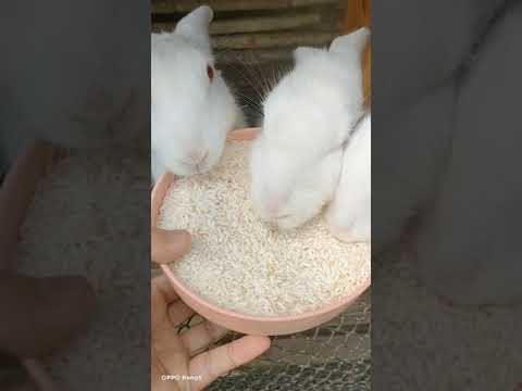 EP4. อาหารกระต่ายแบบหลากหลาย เลี้ยงให้กระต่ายกินง่าย-ข้าวสาร