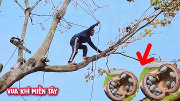 Vua Khỉ cưa hạ gốc nhiều cây Mủ Trôm khó tại Bình Thuận (1/2)...