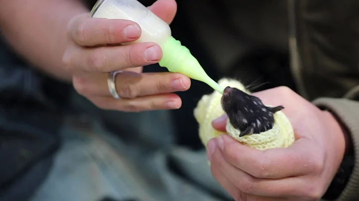 Record breaking Eastern quoll breeding seasons