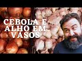 Como Plantar Alho e cebola em vasos