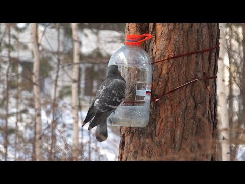 Птицы нашего региона
