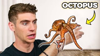 My *PET* OCTOPUS... the ultimate escape artist?!