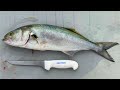 How To Fillet & Clean Bluefish!