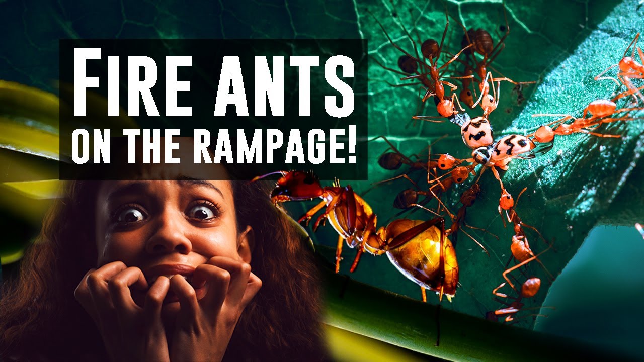 Fire Ants: One of the most dangerous day-to-day insects you may ...