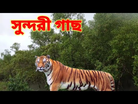 সুন্দরবন সুন্দরী গাছ  sundurbon butyfully tree