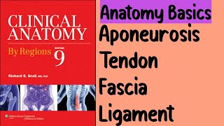 What are Aponeurosis, fascia, tendon and ligaments