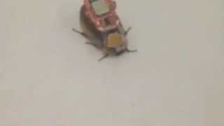LARA Videos - Preliminarly Tests for RoboRoach