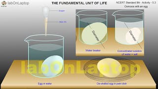 NCERT Class 9th - Activity 5.3 | Osmosis | Fundamental Unit of Life | labOnLaptop | Virtual Lab