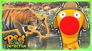 The Mysterious Tiger Hunt Full Episode Cartoons For Kids Peet The Forest Detective