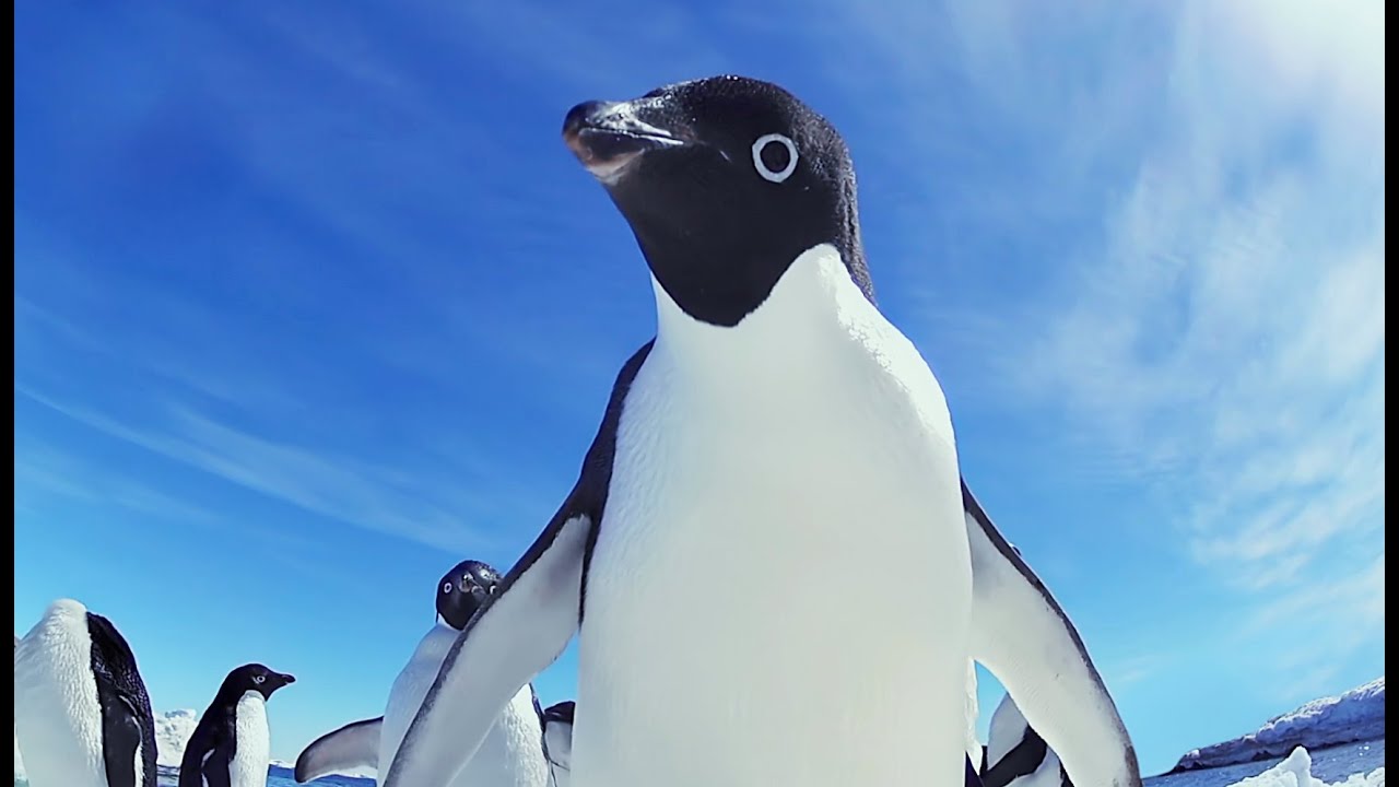 Funny Adélie Penguins take on Emperors! - 'Snow Chick  