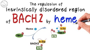 The regulation of intrinsically disordered region of BACH2 by heme