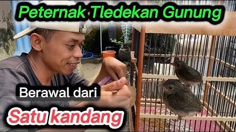 BONGKAR RAHASIA SUKSES TERNAK TLEDEKAN GUNUNG