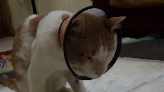 فيديو انقاذ قطط انقاذ لعين القط اللى عنده  حل ممكن يبلعنى#انقاذ#قطط#جميلة#cats#صغيرة فيديوانقاذ قطط