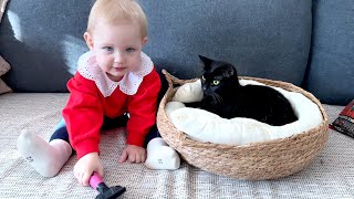 Baby is So Fascinated by Cats that Wanted to Take Them for Herself