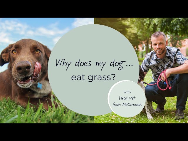 Why Does My Dog Eat Grass? - Youtube