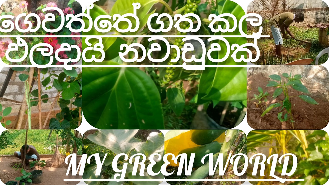ගෙවත්තෙන්  සැනසීම සොයා ගිය නිවාඩු දවසක්.| Finding peace in My Garden Holiday Vlog .