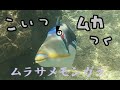 海を泳いでいると襲って来るヤバイやつ＞＜【ムラサメモンガラ】　　It's attacked by Lagoon triggerfish.