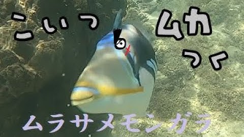 ムラサメモンガラ Youtube