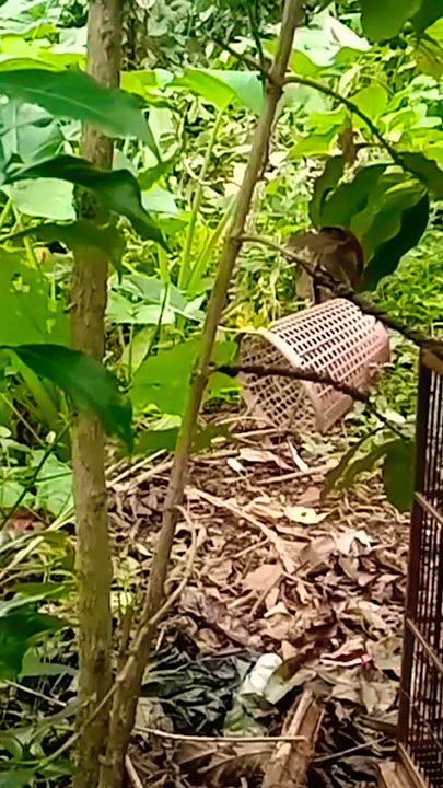 burung tepus pipi perak joget ngobra.. #langka#kicaumania #kicaumania #semuaorang