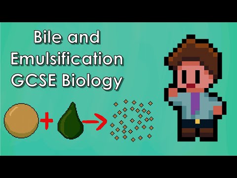 The Role Bile