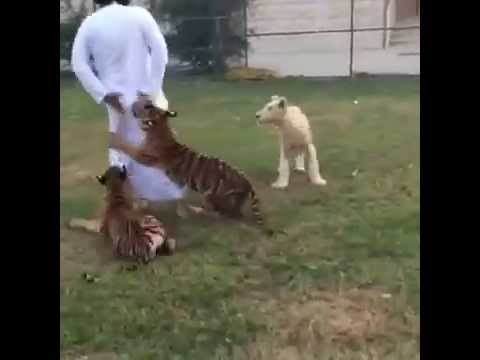 funny-videos-2015---arab-lion-prank