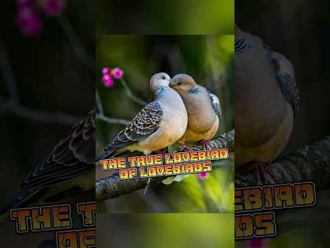 Turtle Dove |